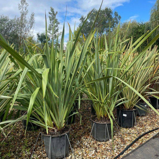 Phormium Tenax Green 140-160cm 30L - Buy Plants Online at Web Garden Centre