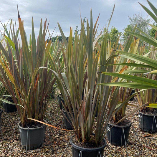 Phormium Tenax Purpureum 140-160cm 30L - Buy Plants Online at Web Garden Centre