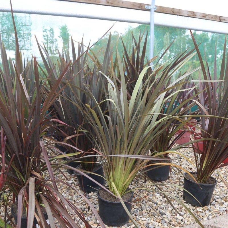 Phormium Tenax Purpureum 80-100cm 7L - Buy Plants Online from  Web Garden Centre - Just £40! 