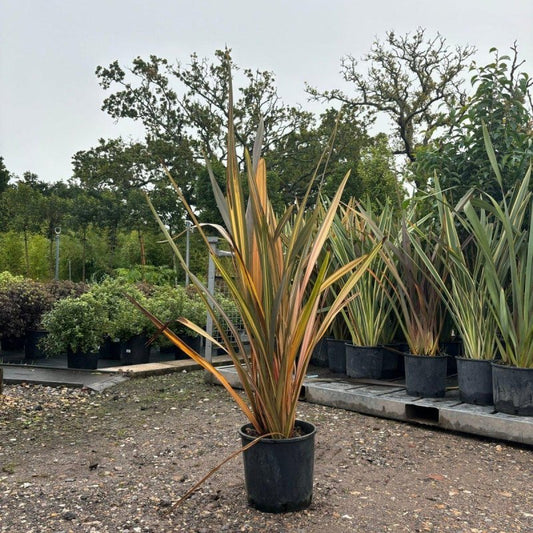 Phormium Tenax Sundowner 100-120cm 7.5L - Buy Plants Online from  Web Garden Centre - Just £50! 
