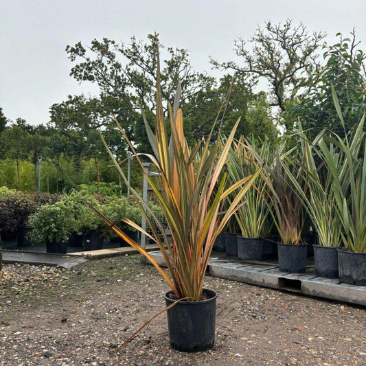 Phormium Tenax Sundowner 70cm 7.5L - Buy Plants Online at Web Garden Centre