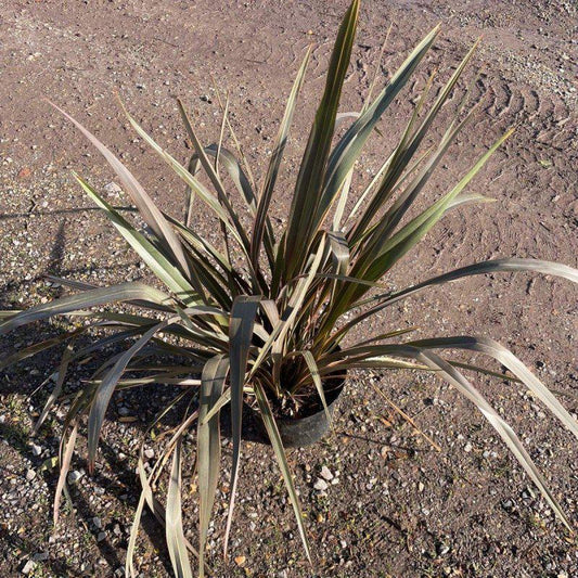 Phormium Tenax Sundowner 60cm 10L - Buy Plants Online at Web Garden Centre