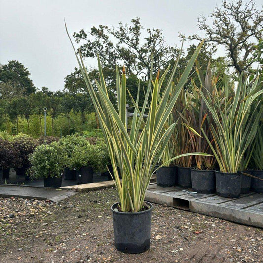 Phormium Tenax 'Variegatum' 100-120cm 7.5L - Buy Plants Online at Web Garden Centre