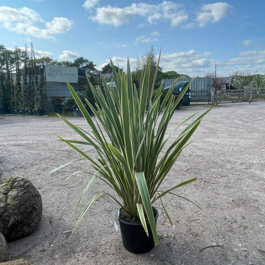 Phormium tenax 'Variegatum' 120cm 15L - Buy Plants Online from  Web Garden Centre - Just £80! 