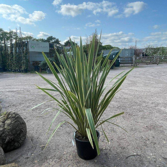 Phormium tenax 'Variegatum' 120cm 15L - Buy Plants Online at Web Garden Centre