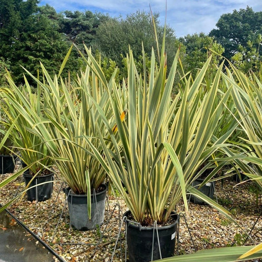 Phormium tenax 'Variegatum' 140-160cm 30L - Buy Plants Online from  Web Garden Centre - Just £170! 