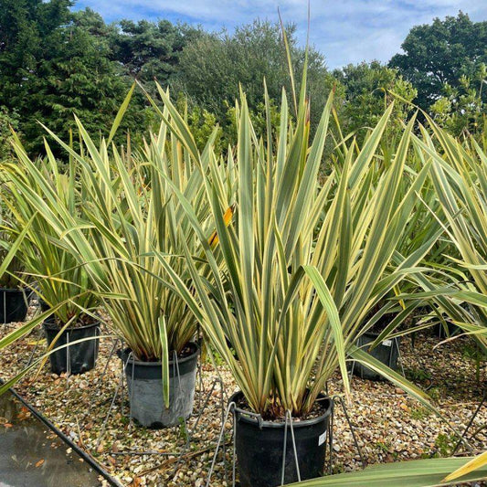 Phormium tenax 'Variegatum' 140-160cm 30L - Buy Plants Online at Web Garden Centre