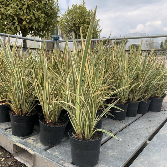 Phormium Tenax 'Wings of Gold' 40cm 2L - Buy Plants Online from  Web Garden Centre - Just £23.49! 
