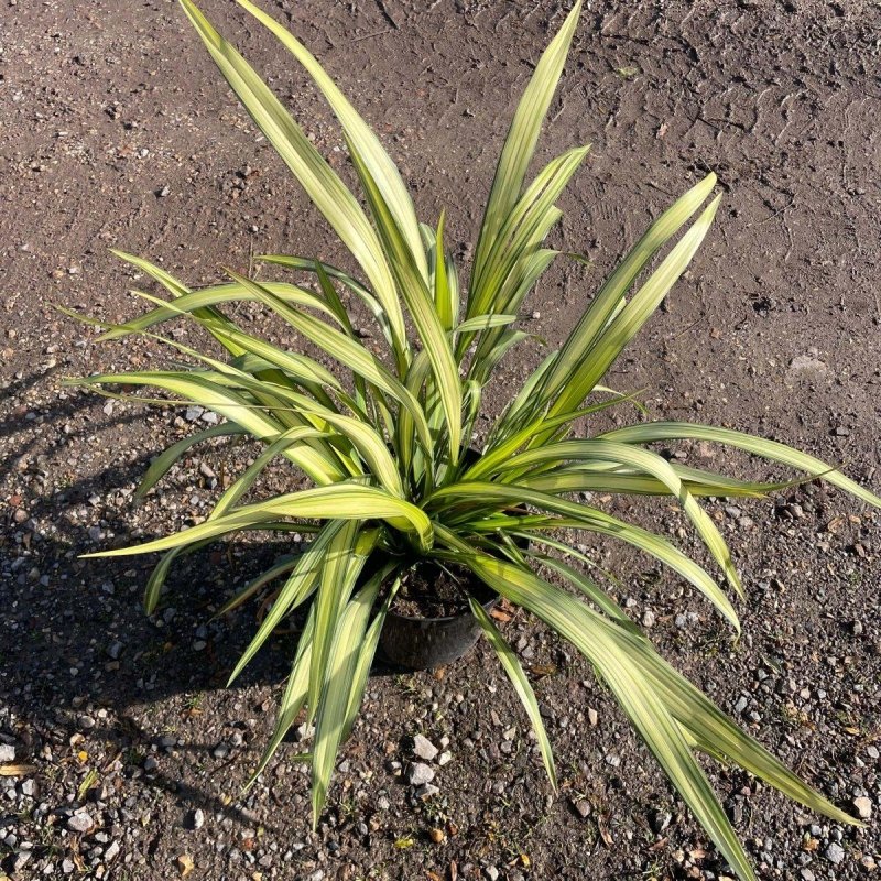 Phormium 'Yellow Wave' 80cm 10L - Buy Plants Online from  Web Garden Centre - Just £45! 