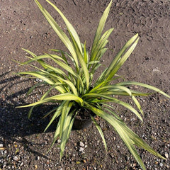 Phormium 'Yellow Wave' 80cm 10L - Buy Plants Online from  Web Garden Centre - Just £40! 