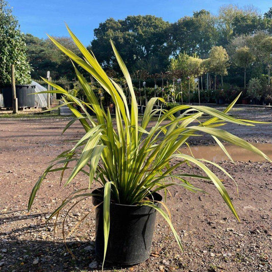 Phormium 'Yellow Wave' 80cm 10L - Buy Plants Online at Web Garden Centre