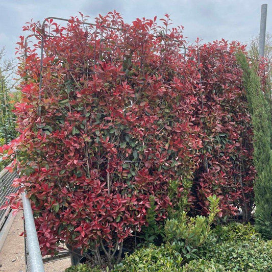 Photinia Little Red Robin Panel 100x160cm - Buy Plants Online at Web Garden Centre