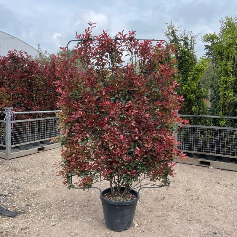 Photinia Little Red Robin Panel 100x160cm - Buy Plants Online from  Web Garden Centre - Just £250! 