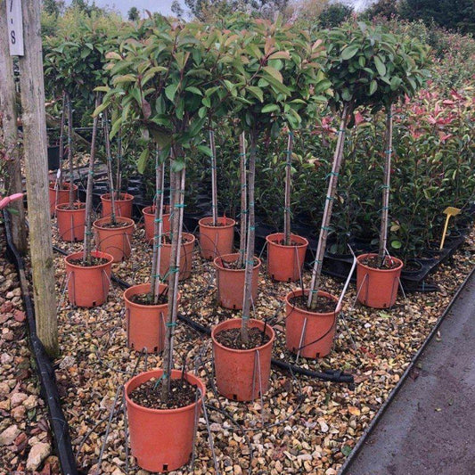 Photinia x Fraseri Red Robin 1/2 Standard 140-160cm 18L - Buy Plants Online at Web Garden Centre