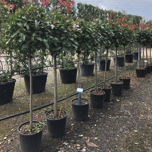 Photinia x Fraseri Red Robin 1/2 Standard 140-160cm 18L - Buy Plants Online at Web Garden Centre