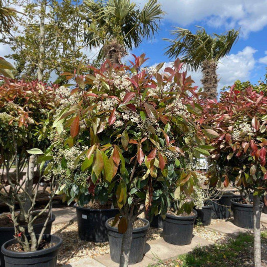 Photinia x Fraseri Red Robin 1/2 Standard 200-220cm 60L - Buy Plants Online at Web Garden Centre