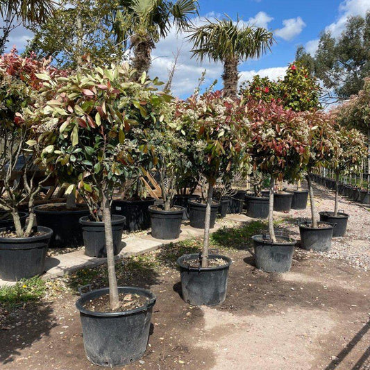 Photinia x Fraseri Red Robin 1/2 Standard 200-220cm 60L - Buy Plants Online at Web Garden Centre