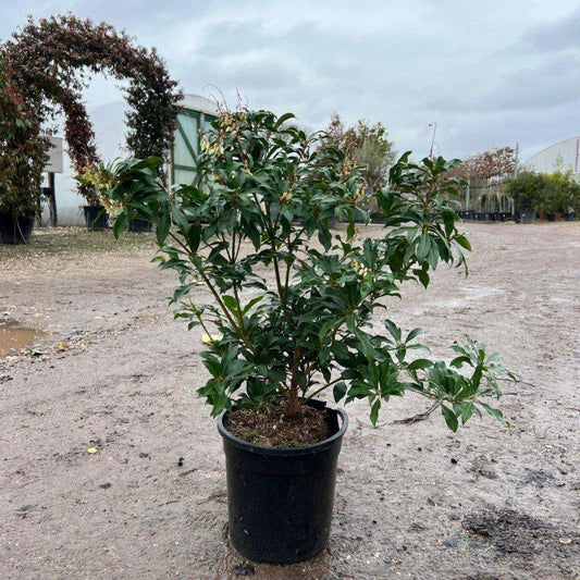 Pieris jap. 'Mountain Fire' 50cm 10L - Buy Plants Online at Web Garden Centre