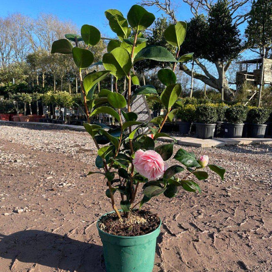 Pink Camellia 60-80cm 5L - Buy Plants Online at Web Garden Centre