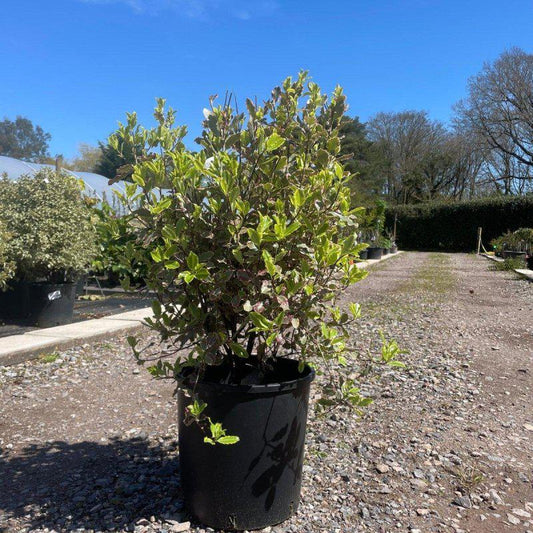 Pittosporum Tenuifolium 'Elizabeth' 80cm 10L - Buy Plants Online at Web Garden Centre