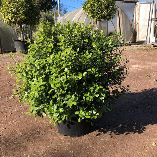 Pittosporum Tenuifolium Golf Ball 70cm 10L - Buy Plants Online at Web Garden Centre