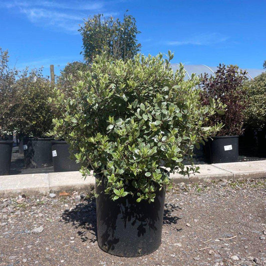 Pittosporum Tenuifolium 'Silver Ball' 70cm 10L - Buy Plants Online at Web Garden Centre