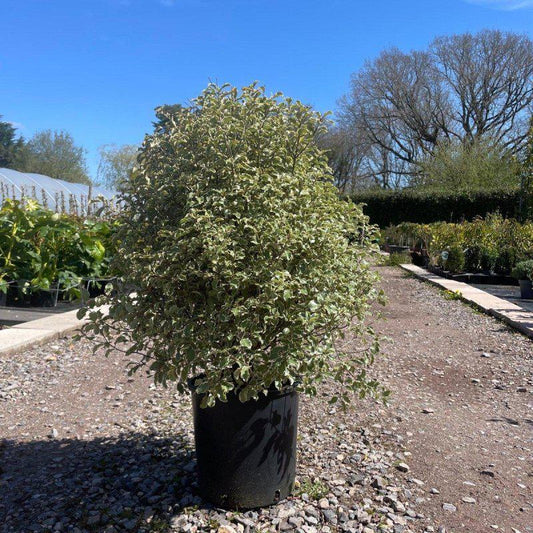Pittosporum Tenuifolium 'Silver Queen' 80cm 10L - Buy Plants Online at Web Garden Centre