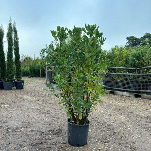 Pittosporum Tobira 120-140cm 7.5L - Buy Plants Online at Web Garden Centre