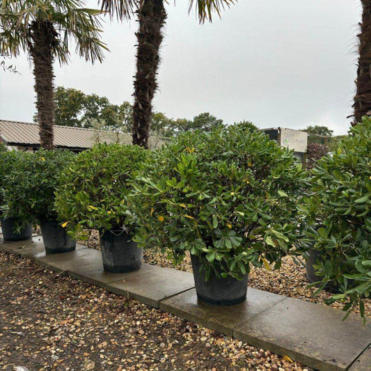 Pittosporum Tobira Ball 80-100cm - Buy Plants Online at Web Garden Centre