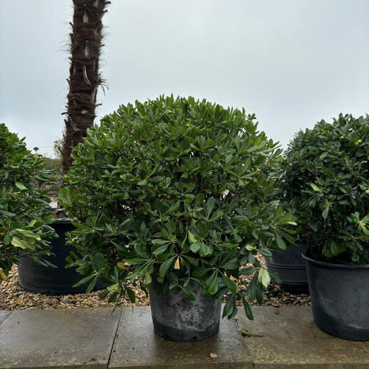 Pittosporum Tobira Ball 80-100cm - Buy Plants Online from  Web Garden Centre - Just £250! 