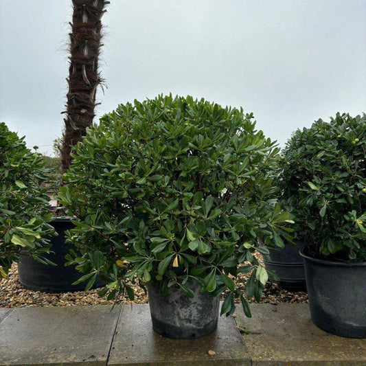 Pittosporum Tobira Ball 80-100cm - Buy Plants Online at Web Garden Centre