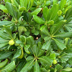Pittosporum Tobira Ball 80-100cm - Buy Plants Online from  Web Garden Centre - Just £250! 