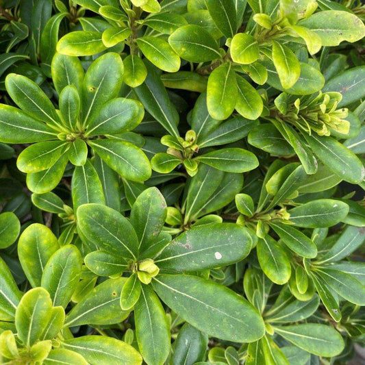 Pittosporum Tobira Nanum 30-40cm 7L - Buy Plants Online at Web Garden Centre