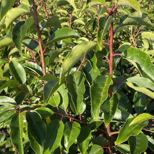 Portuguese Laurel Container Grown Hedging Plant - Buy Plants Online from  Web Garden Centre - Just £11.72! 