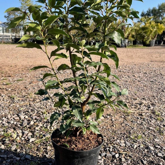 Portuguese Laurel Container Grown Hedging Plant - Buy Plants Online from  Web Garden Centre - Just £11.72! 
