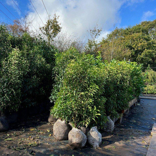 Portuguese Laurel Root Ball Hedging - Buy Plants Online at Web Garden Centre