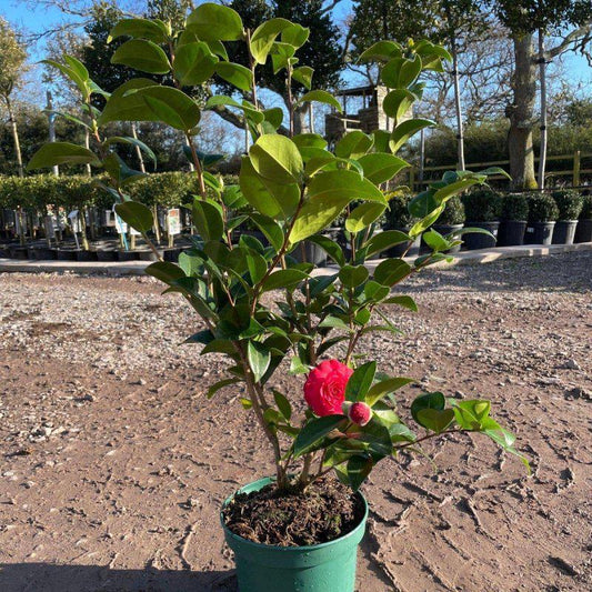 Red Camellia 60-80cm 3L - Buy Plants Online at Web Garden Centre