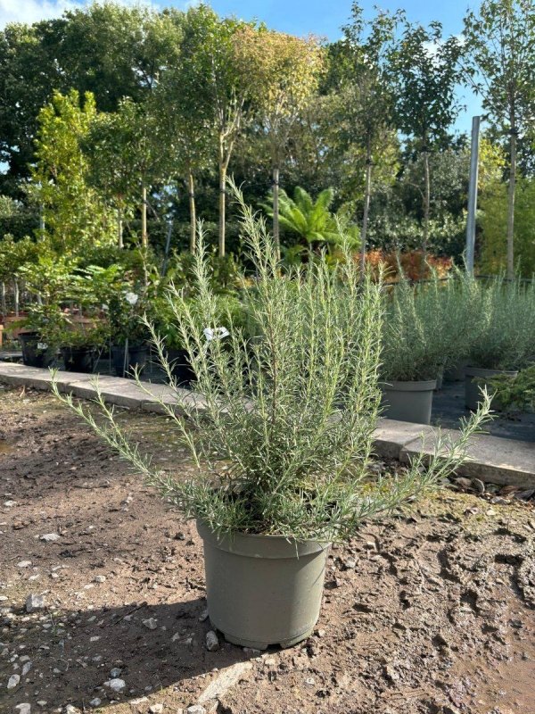 Rosemary - Buy Plants Online from  Web Garden Centre - Just £25! 