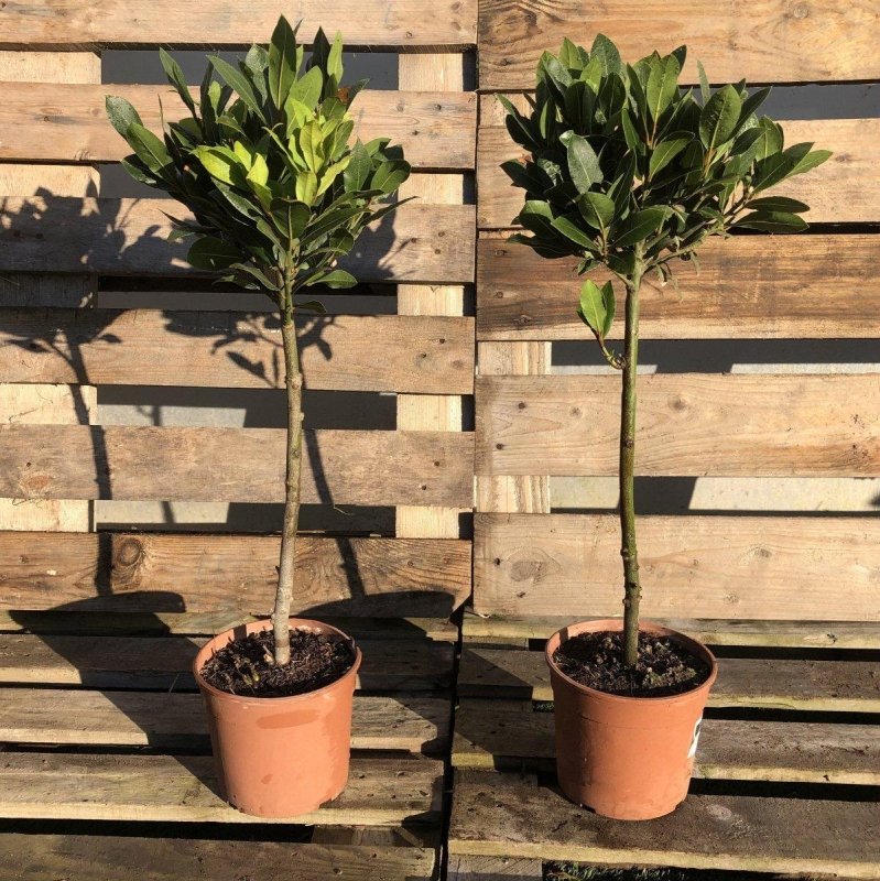 Standard Bay Trees - Buy Plants Online from  Web Garden Centre - Just £28! 