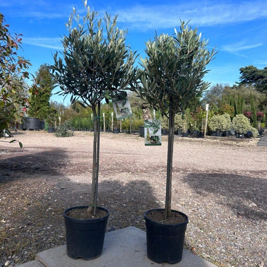 Standard Olive Tree 100-110cm 5L - Web Garden Centre