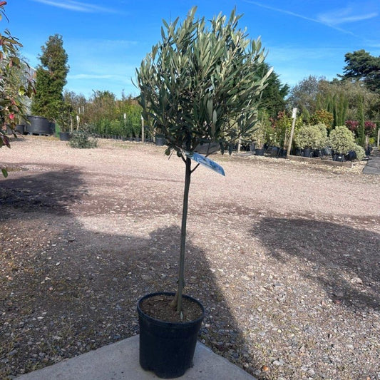 Standard Olive Tree 100-110cm 5L - Buy Plants Online from  Web Garden Centre - Just £36! 