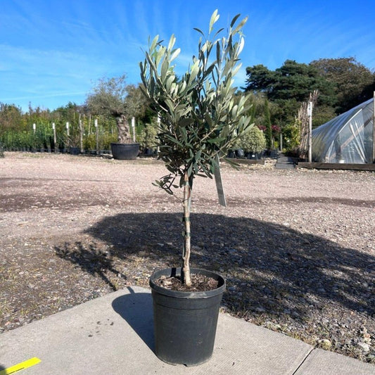 Standard Olive Tree 60-70cm 2L - Web Garden Centre