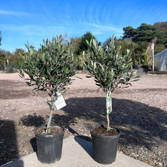 Standard Olive Tree 60cm 2L - Buy Plants Online from  Web Garden Centre - Just £26! 