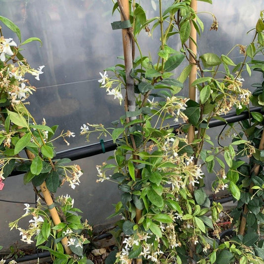 Star Jasmine Cane 140-160cm 3L - Buy Plants Online from  Web Garden Centre - Just £32! 