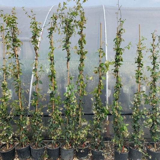 Star Jasmine Cane 140-160cm 3L - Buy Plants Online from  Web Garden Centre - Just £32! 