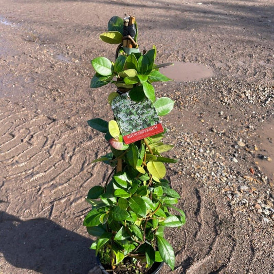 Star Jasmine Pyramid 80-100cm 4L - Buy Plants Online from  Web Garden Centre - Just £30! 