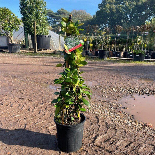 Star Jasmine Pyramid 80-100cm 4L - Buy Plants Online at Web Garden Centre