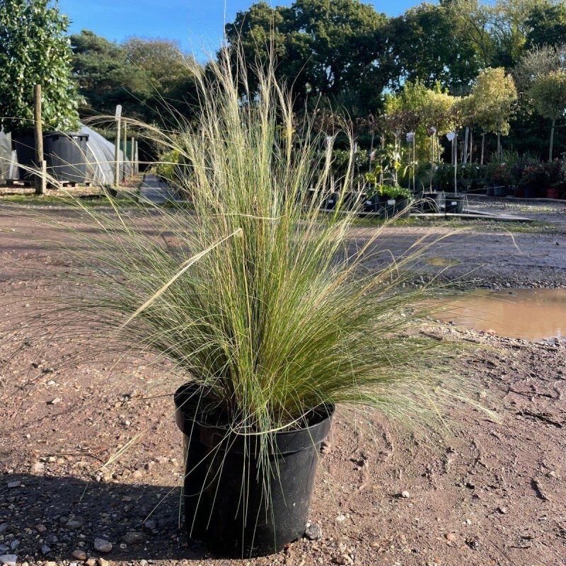 Stipa tenuissima ‘Pony tails’ 30cm 5L - Buy Plants Online from  Web Garden Centre - Just £35! 