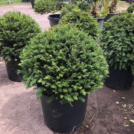 Taxus Baccata Topairy Ball - Buy Plants Online at Web Garden Centre
