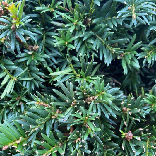 Taxus Baccata Topairy Ball - Buy Plants Online at Web Garden Centre